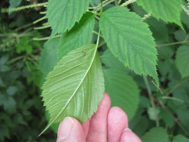 Aruncus dioicus / Barba di capra